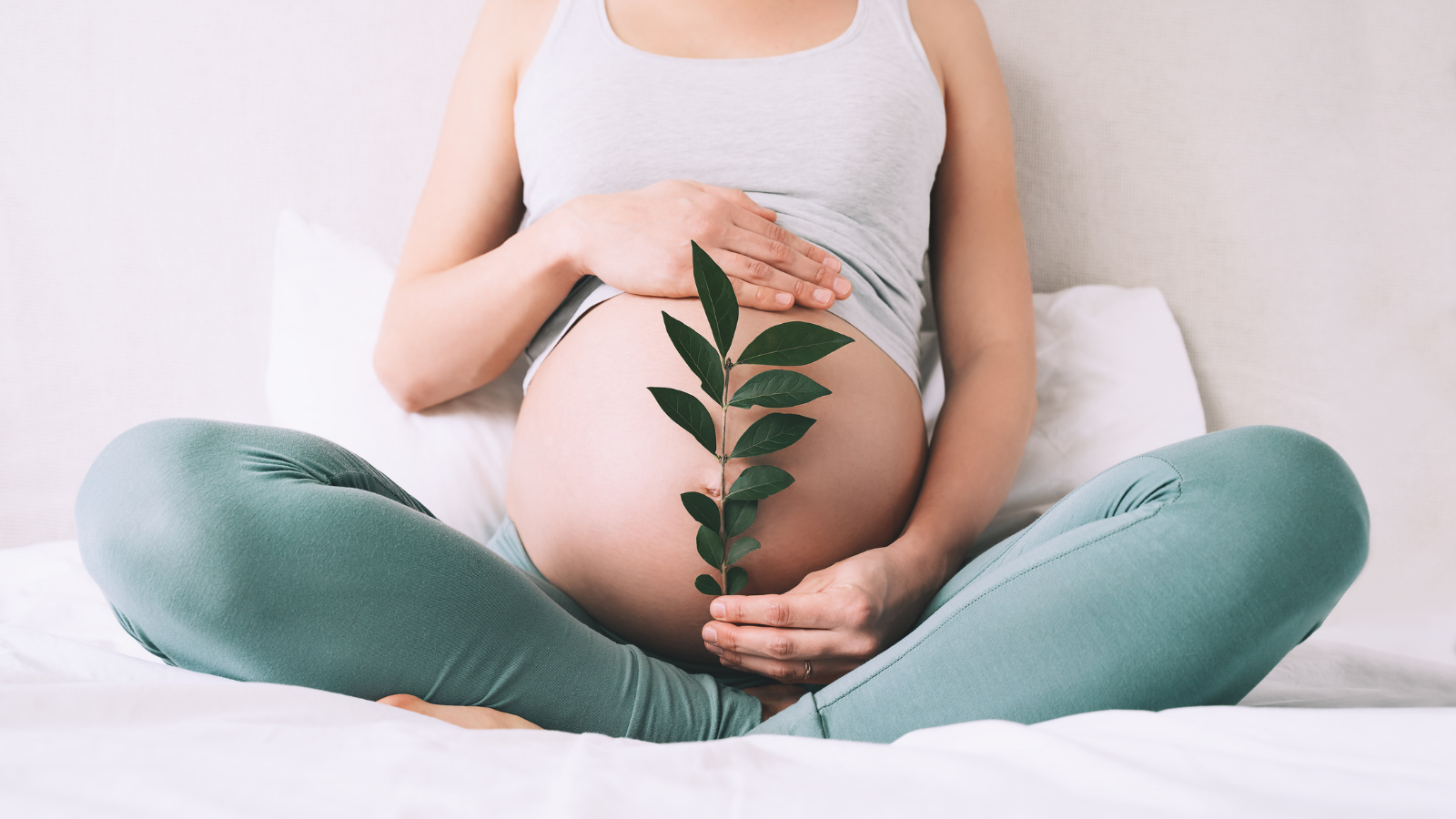 leafy branch in front of pregnant belly